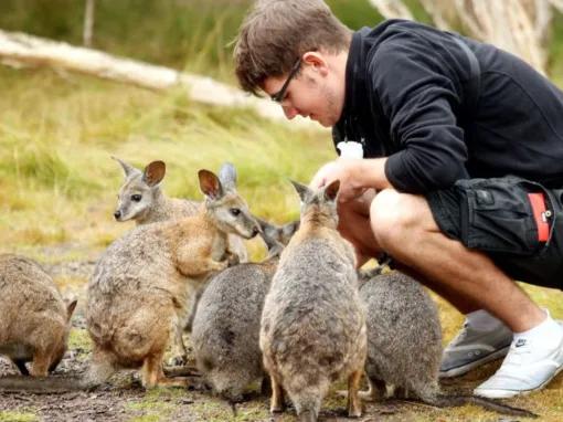 Phillip Island Penguin Parade