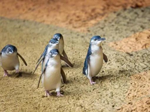 Phillip Island Penguin Parade