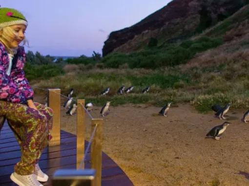 Phillip Island Penguin Parade
