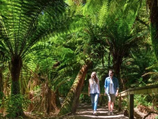 Phillip Island Penguin Parade
