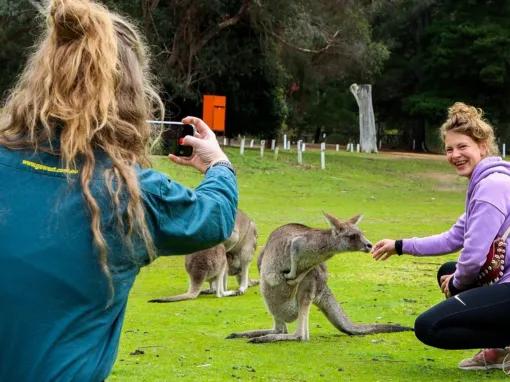 Lady smiling feeding a Kangaroo