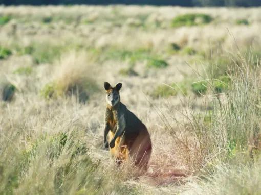 Wallaby in the wild on the Phillip Island Express Tour