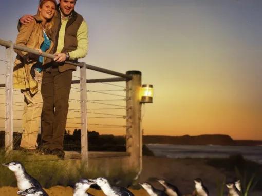Smiling couple watching penguins at the beach during the Phillip Island Express Tour
