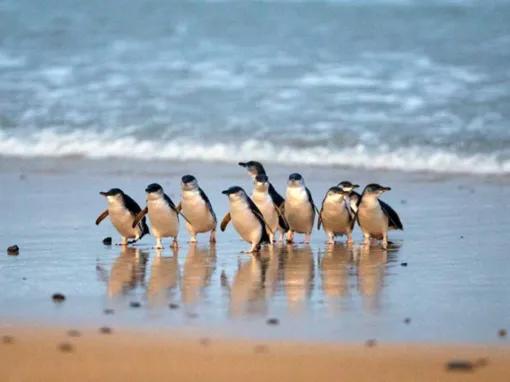 Adorable little penguins waddle across the beach 