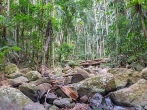 Rainforest on the Explore Tamborine Tour