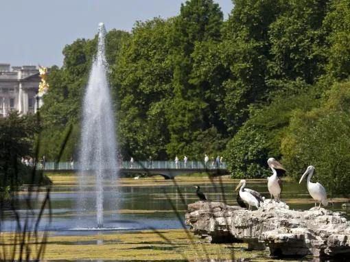 London Royal Mews at Buckingham Palace 