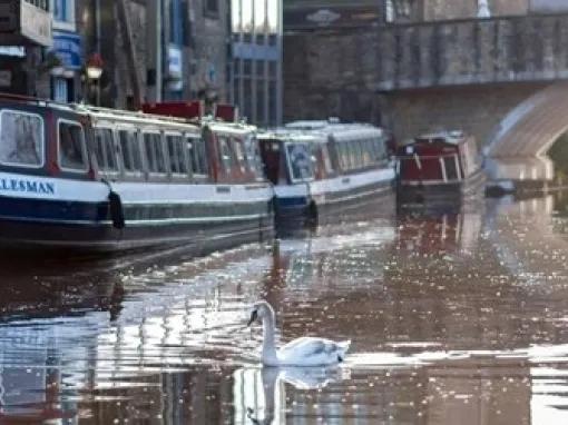 canal swan