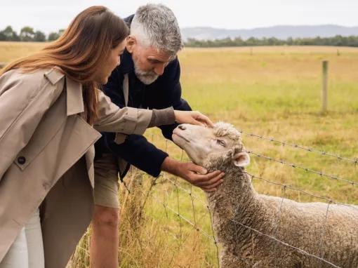 Two people petting a sheep during a farm visit on the Yarra Valley Grazing Tour