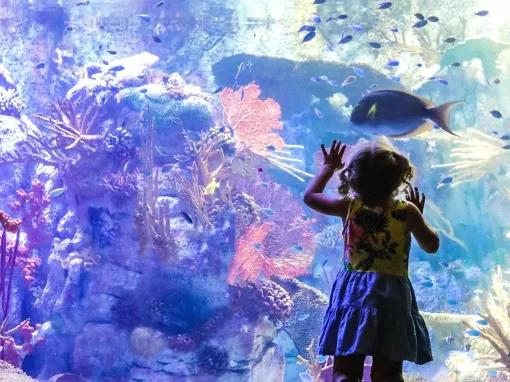 Go City: San Diego All-Inclusive Pass