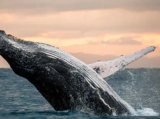 Go City: San Diego All-Inclusive Pass Plus