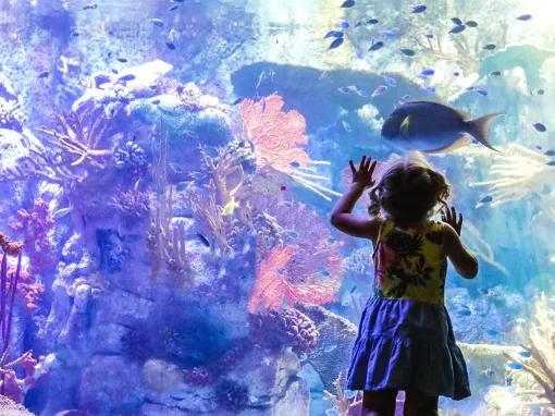 Go City: San Diego Essentials