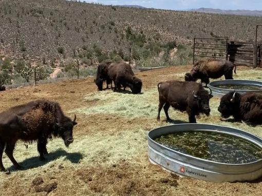 Grand Canyon Western Ranch by Luxury Bus & Helicopter Tour