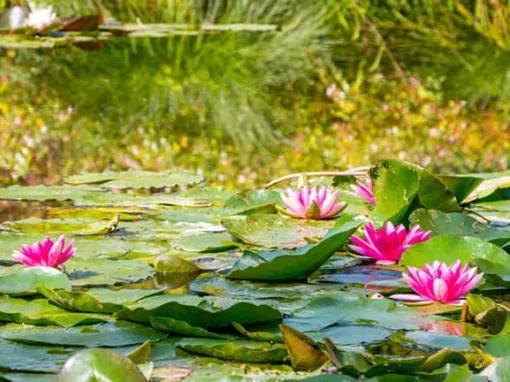 Lily pond