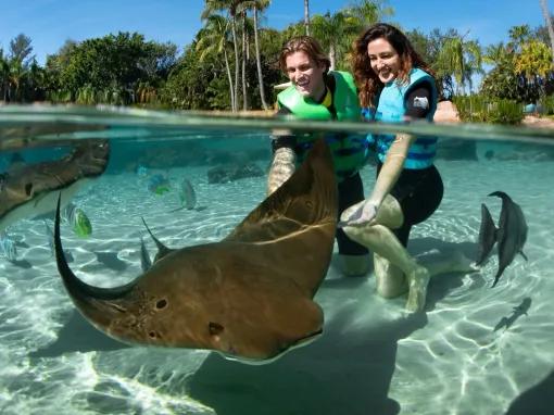 Guests with Sting rays at Discovery Cove