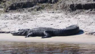 Boggy Creek One Hour Scenic Nature Airboat Ride Boggy Creek One Hour Scenic Nature Airboat Ride