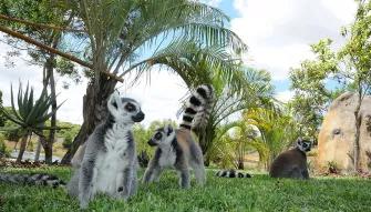 Croc Express - Australia Zoo from Brisbane