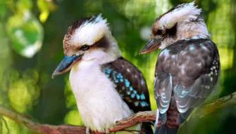 Blue Mountains & Australian Wildlife Tour