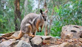 Blue Mountains & Australian Wildlife Tour
