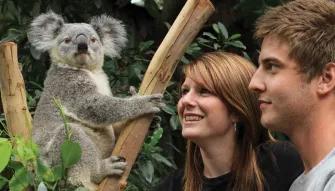 Blue Mountains & Australian Wildlife Tour