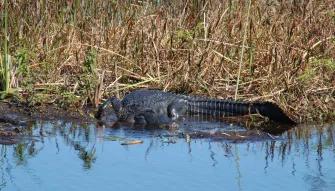 Boggy Creek One Hour Scenic Nature Airboat Ride  Boggy Creek One Hour Scenic Nature Airboat Ride
