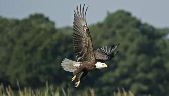 Boggy Creek One Hour Scenic Nature Airboat Ride Boggy Creek One Hour Scenic Nature Airboat Ride