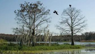 Boggy Creek Orlando 30-Minute Airboat Ride Boggy Creek Orlando 30-Minute Airboat Ride