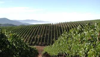 California Wine Country - Full Day Tour to Sonoma and Napa from San Francisco 