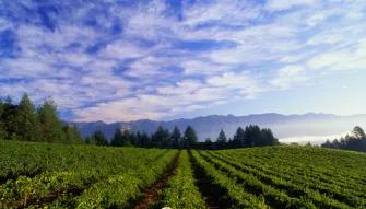 California Wine Country - Full Day Tour to Sonoma and Napa from San Francisco  California Wine Country - Full Day Tour to Sonoma and Napa from San Francisco