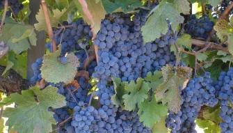 California Wine Country - Full Day Tour to Sonoma and Napa from San Francisco  California Wine Country - Full Day Tour to Sonoma and Napa from San Francisco