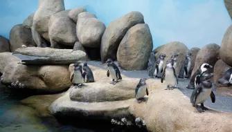 California Academy of Sciences California Academy of Sciences