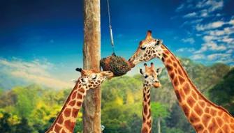 Croc Express - Australia Zoo from the Gold Coast