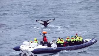 RIB Express Whale Watching Tour from Reykjavik