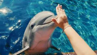 SeaWorld Orlando Dolphin Encounter SeaWorld Orlando Dolphin Encounter