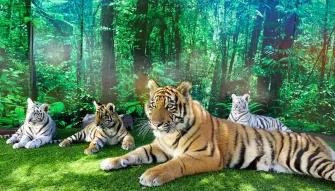 Dreamworld 3 Day Ticket Dreamworld 3 Day Ticket