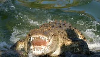 Gatorland Orlando Admission Ticket Gatorland Orlando Admission Ticket