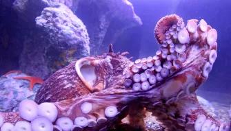 SEA LIFE Orlando SEA LIFE Orlando