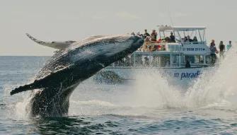 Gold Coast Whale Watching Gold Coast Whale Watching