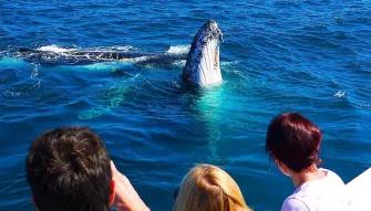 Gold Coast Whale Watching Gold Coast Whale Watching