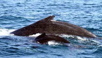 Gold Coast Whale Watching Gold Coast Whale Watching