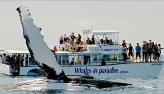 Gold Coast Whale Watching Gold Coast Whale Watching