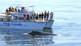 Gold Coast Whale Watching Gold Coast Whale Watching