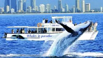 Gold Coast Whale Watching Gold Coast Whale Watching