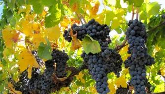 California Wine Country - Half Day Tour to Sonoma from San Francisco 