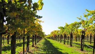 California Wine Country - Half Day Tour to Sonoma from San Francisco 