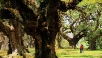 Double Plantation Tour