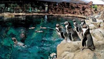 Loro Parque and Siam Park Twin Ticket - Penguins Swimming Loro Parque and Siam Park Twin Ticket - Penguins Swimming