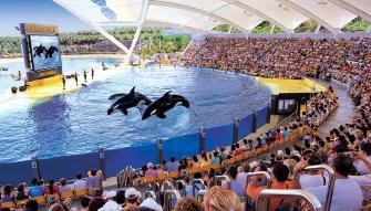Loro Parque and Siam Park Twin Ticket Orca show at Loro Parque