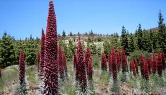 Mount Teide Tour With Cable Car Mount Teide Tour With Cable Car
