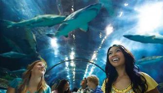 SeaWorld California One Day Ticket with Six Days Free SeaWorld California One Day Ticket with Six Days Free