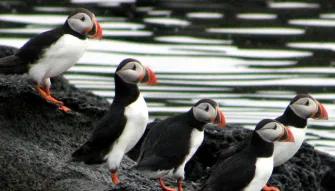 Puffin Watching from Reykjavik Puffin Watching from Reykjavik